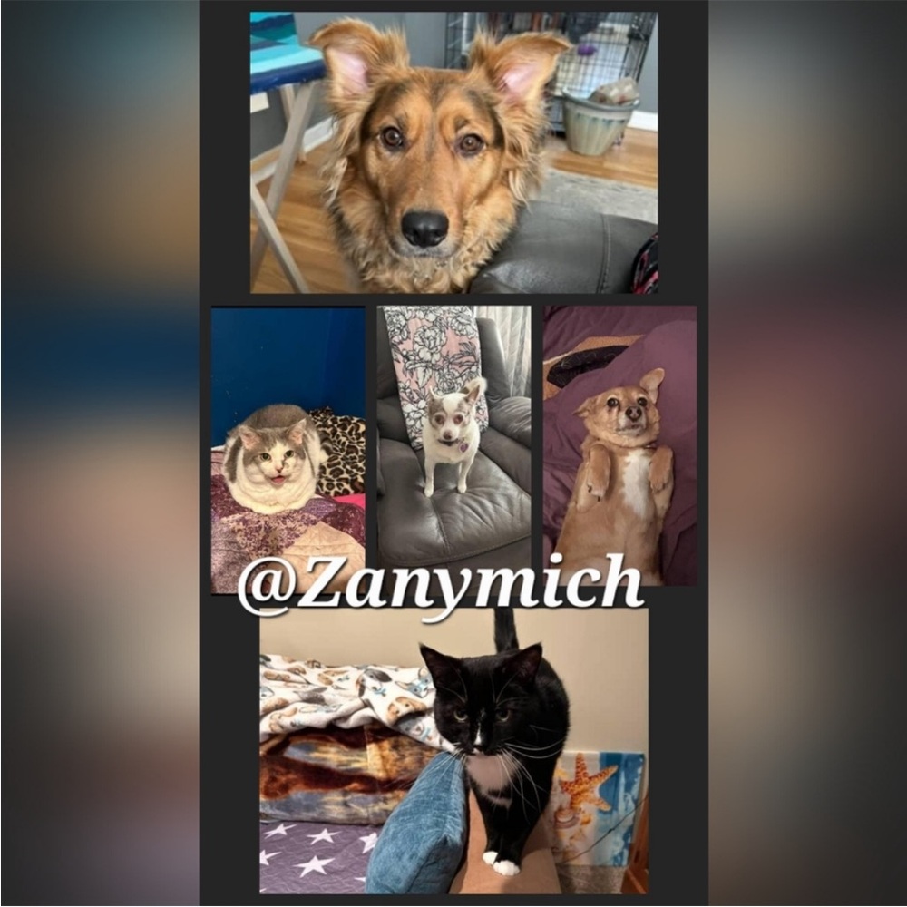 Zanyβs Live-Theme Team-Game of Posh! Shop with a veteran-owned business! ππππ - Picture 12 of 15